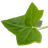 iVI icon